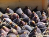 Figs in Season