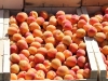 Apricots