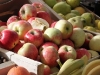 First Apples of the Season