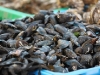 market-moules