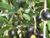 Ripe Olives