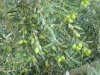 Olive Country