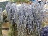 Provence Lavender