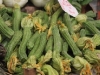 Mercato Zucchini Flowers