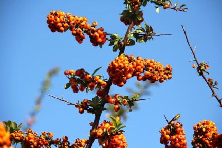 Pyracantha