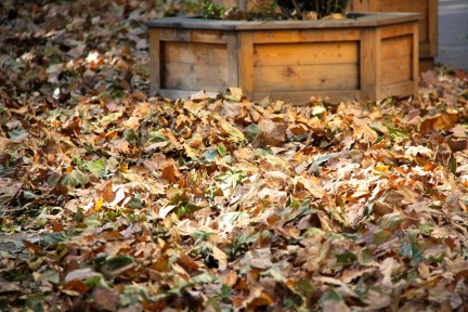 Fall Leaves