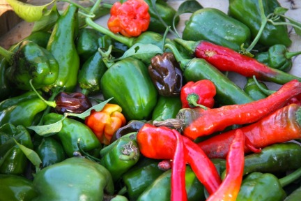 Bounty of peppers