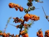 Pyracantha