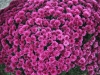 Chrysanthemum