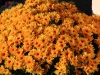 Chrysanthemum