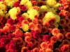 Chrysanthemum