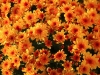 Chrysanthemum