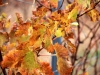 Vines in the fall