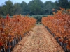 Vines in the fall