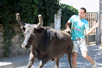 Bulls in the streets