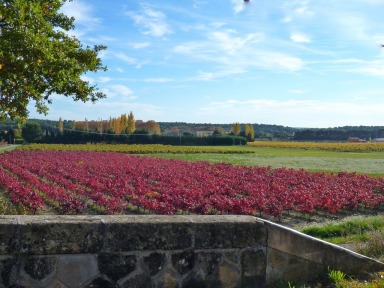 Fall vineyard colors