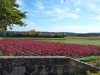 Fall vineyard colors