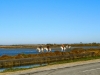 Camargue White Horses