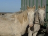 Camargue horses