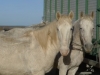 Camargue White Horses