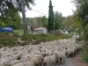 Sheep in Eguilles