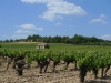 Luberon Vineyards