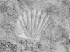 Fossil