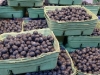 Blueberries