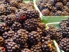 Blackberries