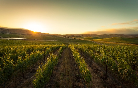 American Canyon Vineyard