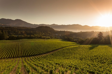 Calistoga_Vineyard:  Grgich Hills #GrgichHills #GrgichHillsEstate #CaliforniaWines Photo Credits: Rocco Ceselin