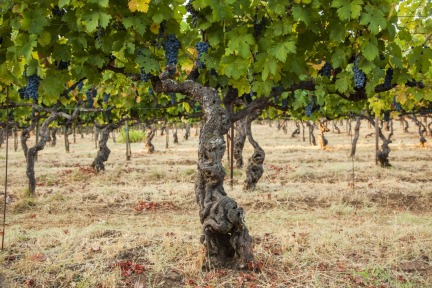 old vine zinfandel #GrgichHills #GrgichHillsEstate #CaliforniaWines