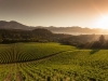 Calistoga_Vineyard:  Grgich Hills #GrgichHills #GrgichHillsEstate #CaliforniaWines Photo Credits: Rocco Ceselin