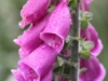 Foxglove