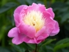 Peony