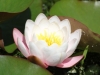 Water Lily