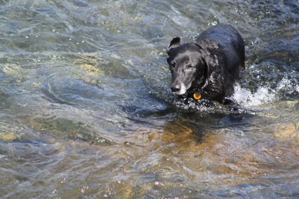 Jade in the Bow River