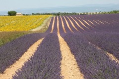 Lovely Lavender