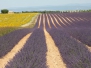 Lovely Lavender