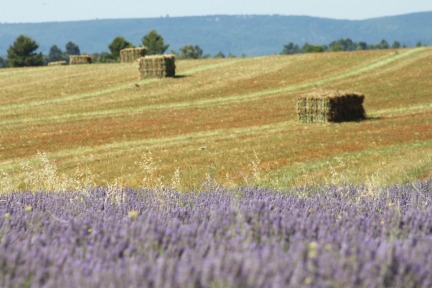 Lavender