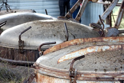 Lavender Distillation