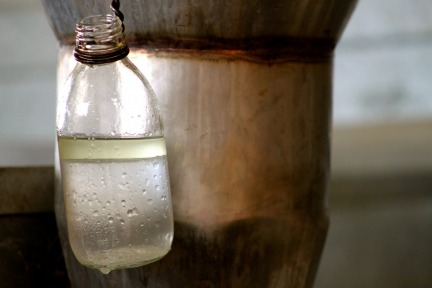 Lavender Distillation