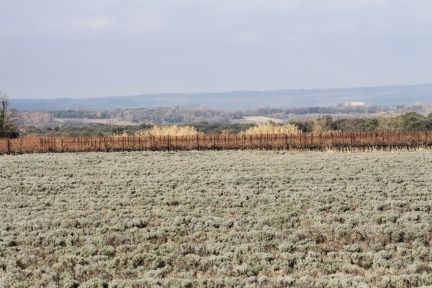 Lavender in January