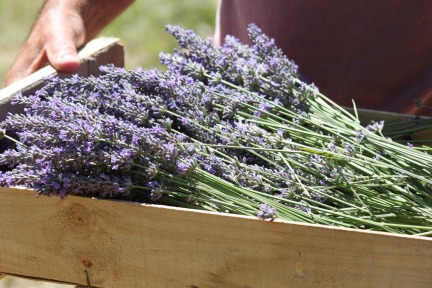 lavender-just-picked