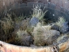 Lavender Distillation