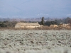 Lavender Fields, January