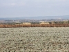 Lavender in January