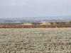 Lavender in January