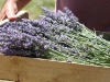 lavender-just-picked
