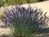 Lavender Fields